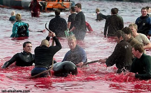 Annual dolphin massacre in Denmark